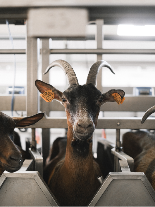 Современный козоводческий комплекс по кормлению и содержанию тысячи дойных коз альпийской породы с цехом по переработке молока. 